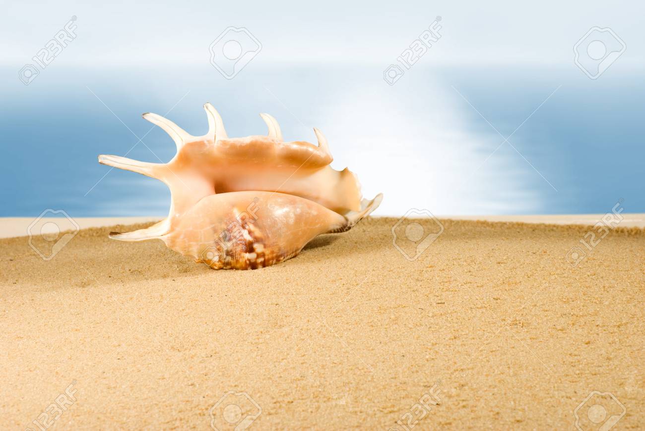 伊豆の海で拾った大きい巻貝