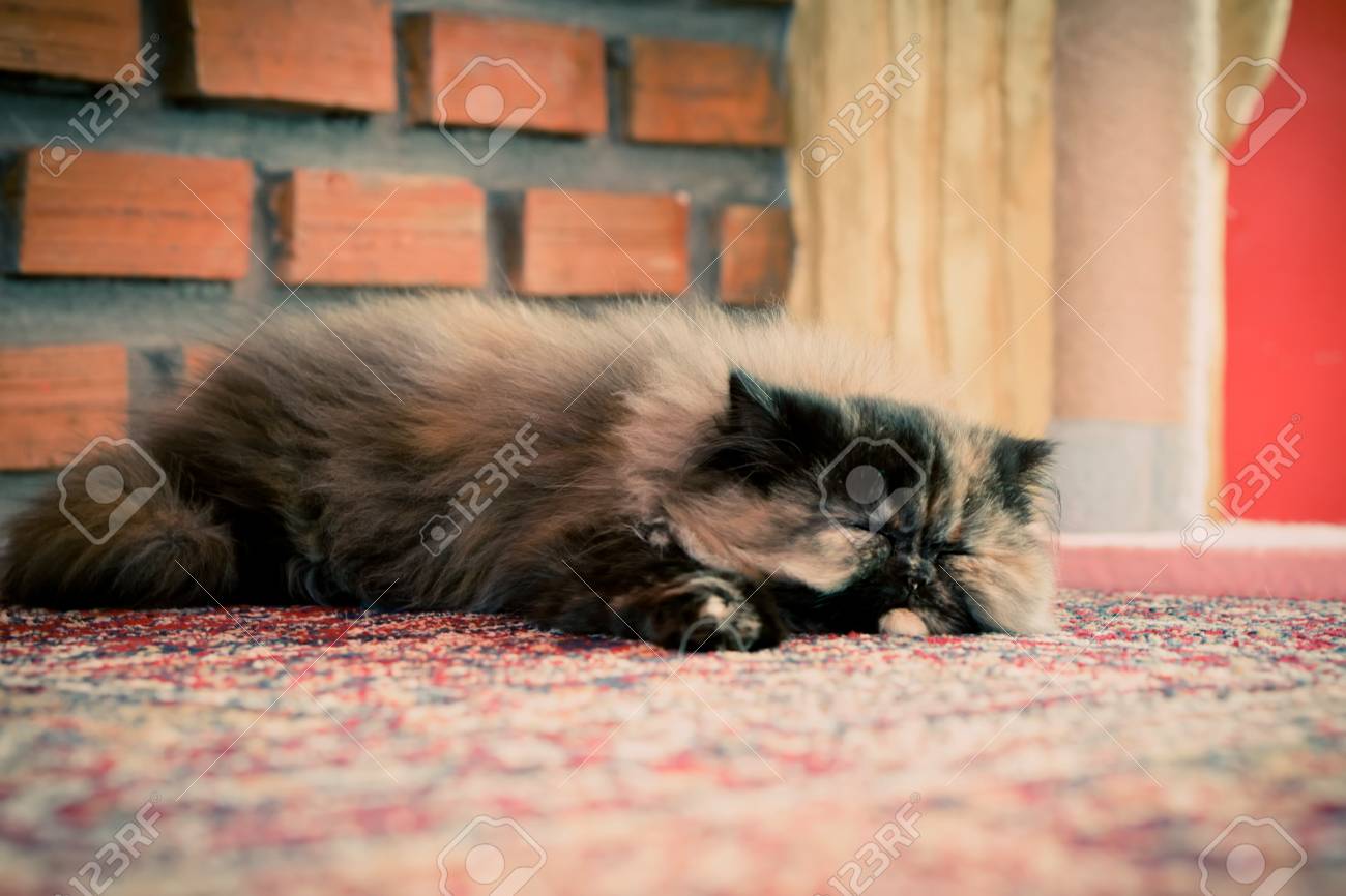 etiam-dictum-ipsum-a-felis