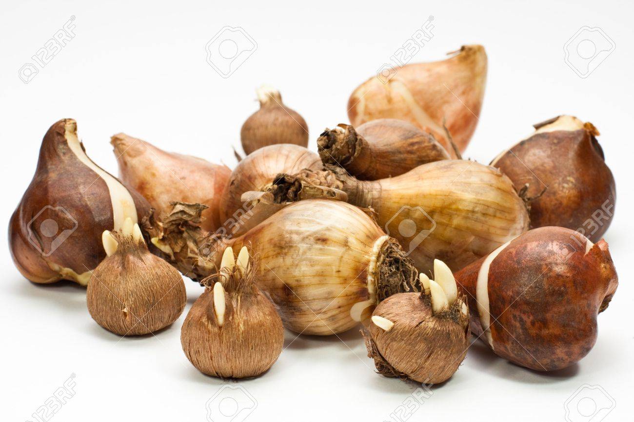 Tulip Bulbs Daffodil Bulbs And Crocus Bulbs Stock Photo Picture And Royalty Free Image Image