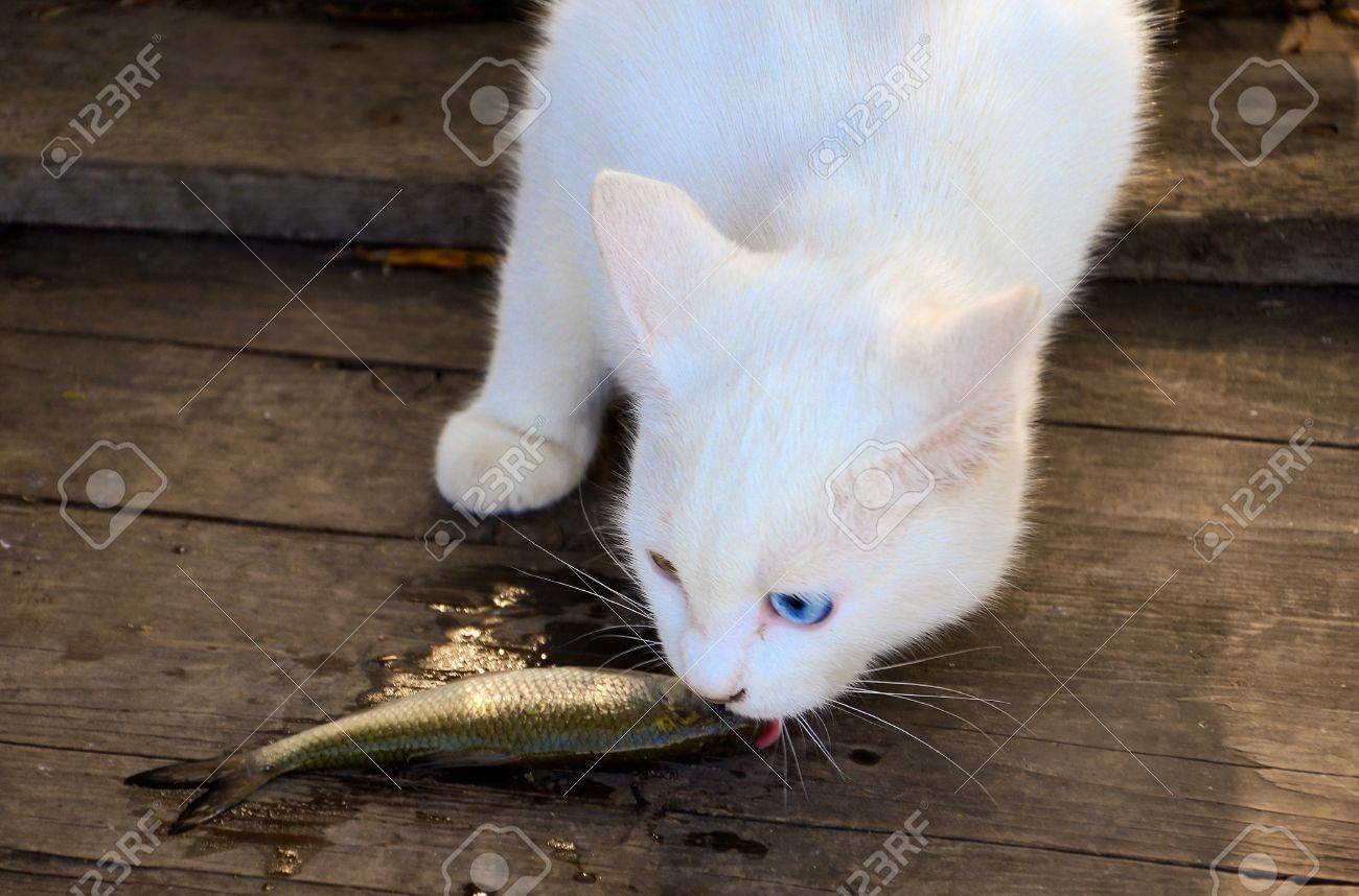 White Cat Eating A Little Raw Fish Stock Photo Picture And Royalty Free Image Image 12193568