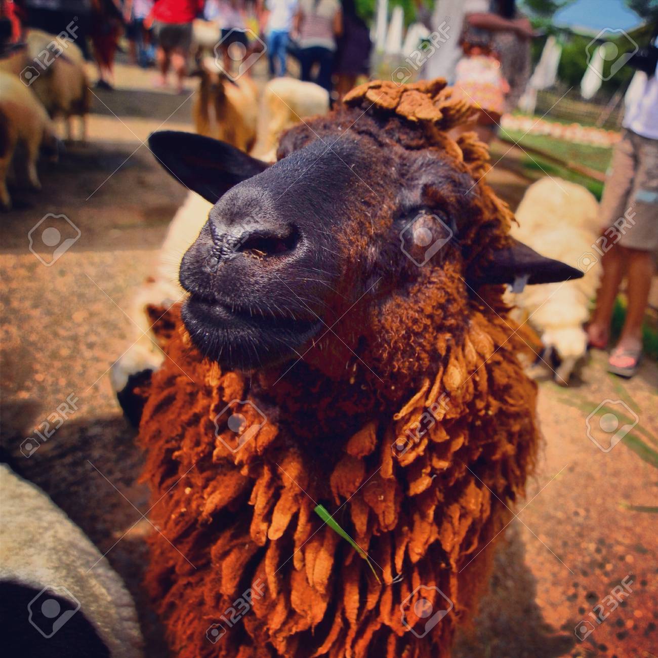 etiam-dictum-ipsum-a-felis