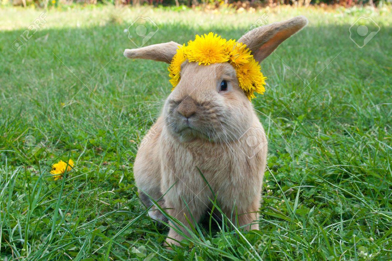 リッチ 電圧 ずっと うさぎ たんぽぽ Cgstudio Jp