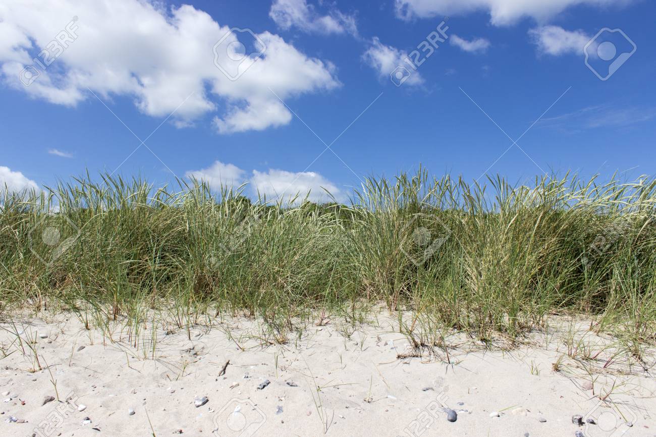 バルト海の砂浜のビーチでビーチ草 の写真素材 画像素材 Image バルト海の砂浜のビーチでビーチ草 の写真素材 画像素材 Image