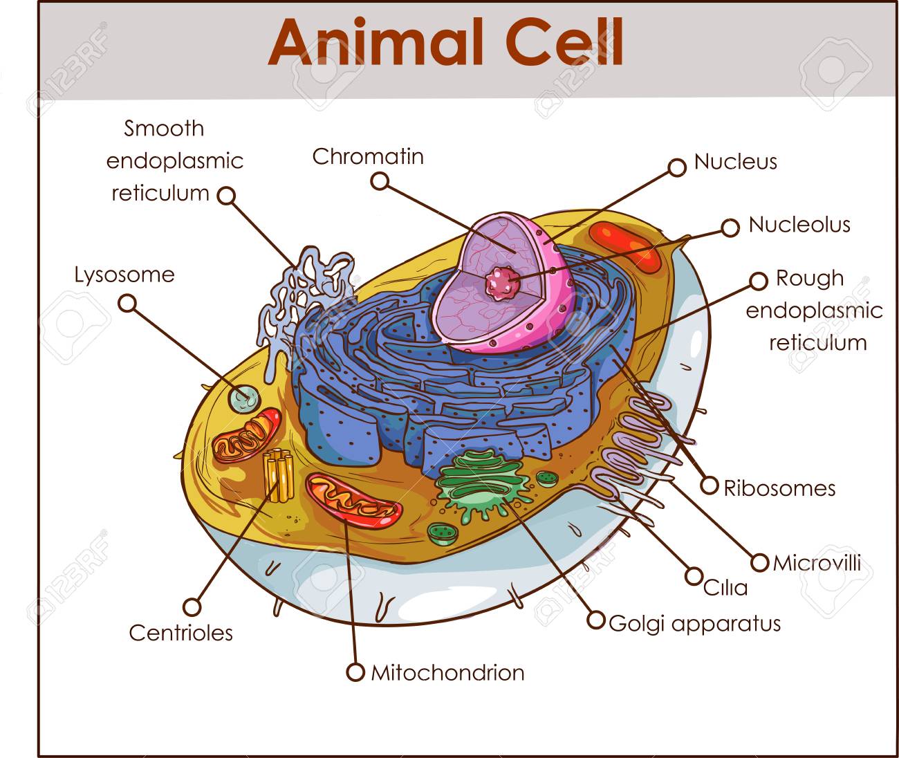 Animal Cell Anatomy Diagram Structure With All Parts Nucleus Smooth Rough  Endoplasmic Reticulum Cytoplasm Golgi Apparatus Mitochondria Membrane  Centrosome Ribosome Anatomical Figure Science Education. Royalty Free SVG,  Cliparts, Vectors, and Stock ..., image size:1300x1096