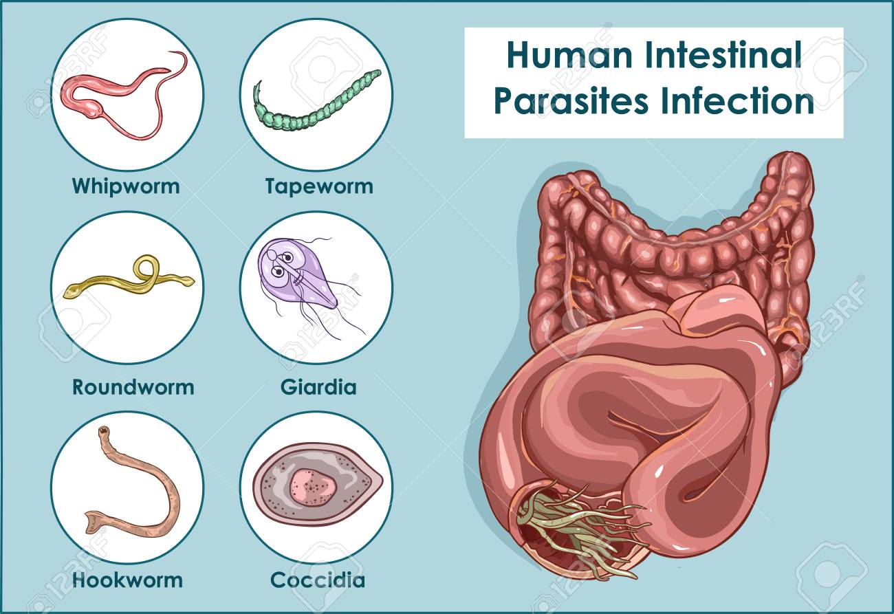 Ascaris emberi pinworm)