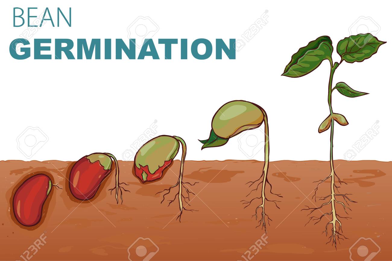 Vector Illustration Seed Germination Beans Royalty Free SVG, Cliparts,  Vectors, And Stock Illustration. Image 127996502.