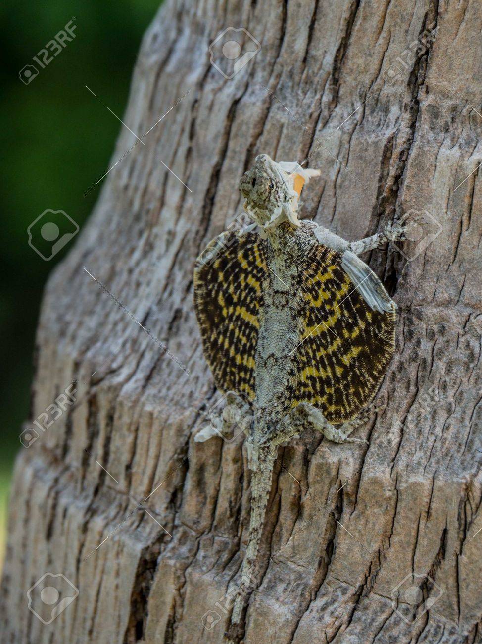 etiam-dictum-ipsum-a-felis