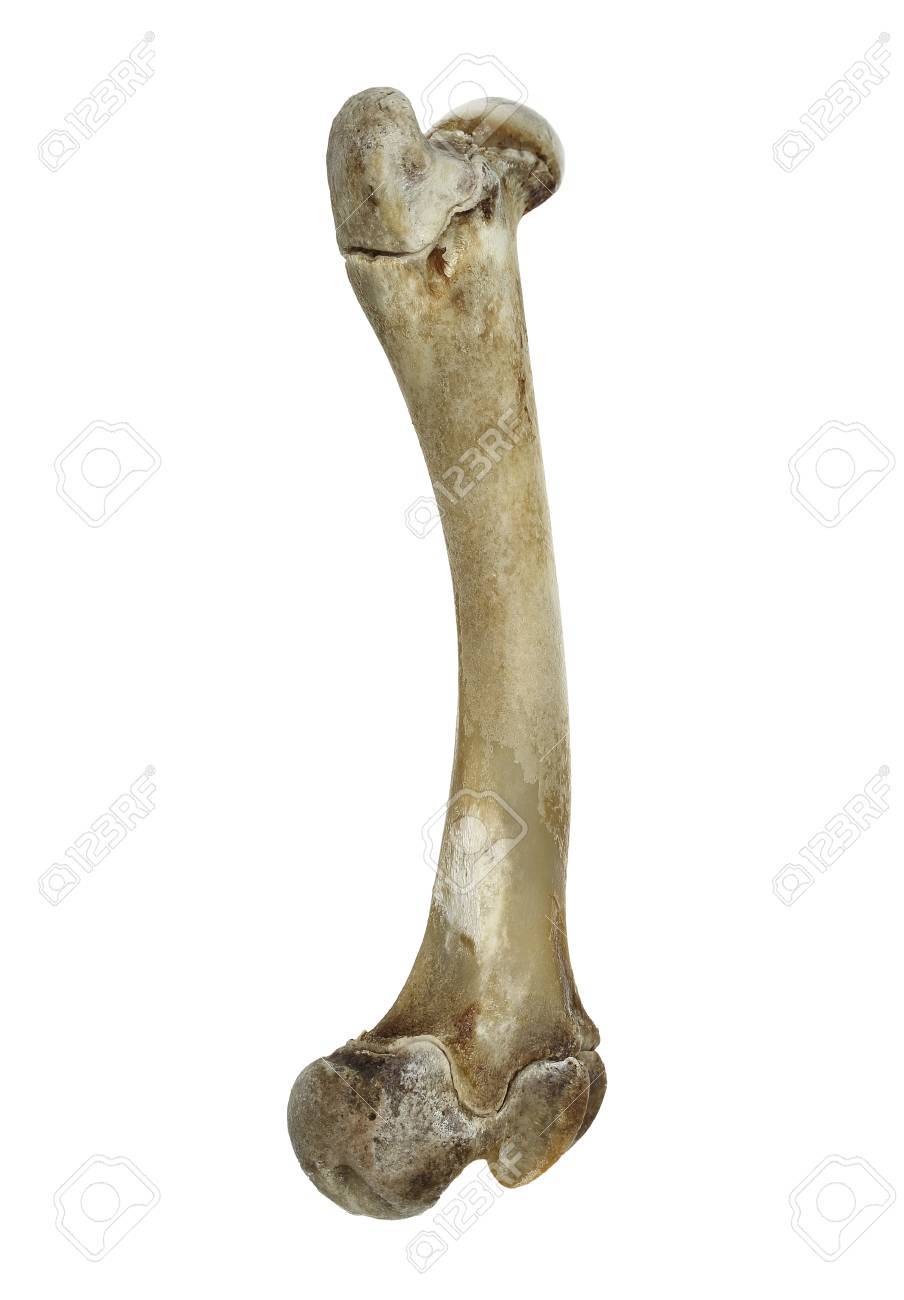lamb femur bones
