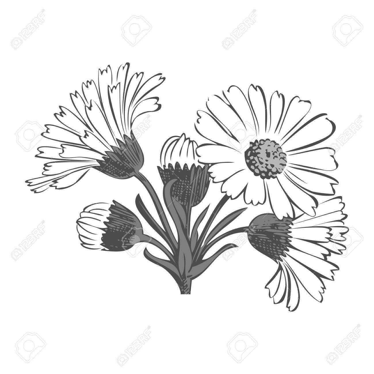 白背景 黒と白の色に分離したデイジーの花の手描きの花束 ベクトル図のイラスト素材 ベクタ Image 白背景 黒と白の色に分離したデイジーの花の手描きの花束 ベクトル図のイラスト素材 ベクタ Image