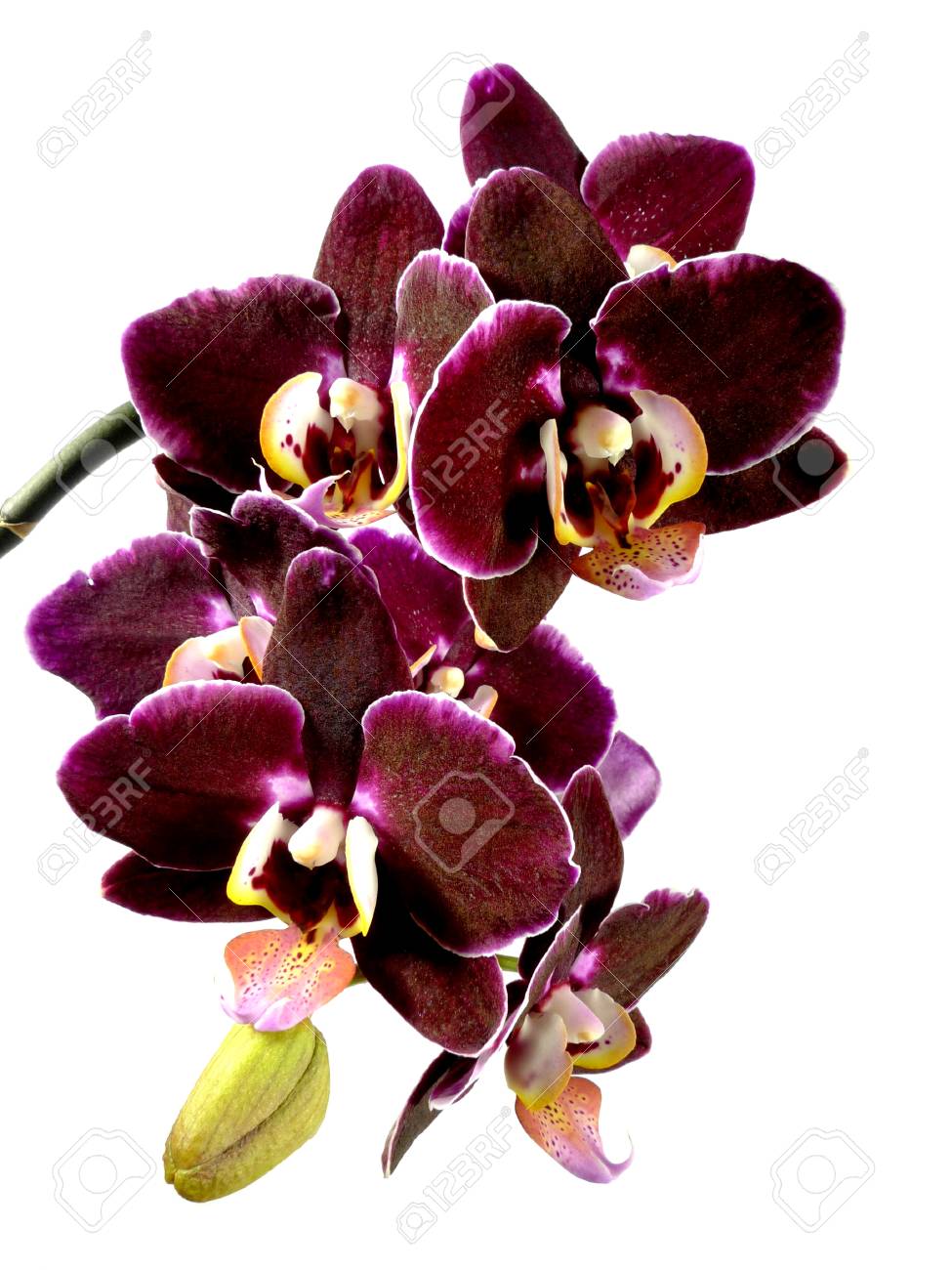 etiam-dictum-ipsum-a-felis