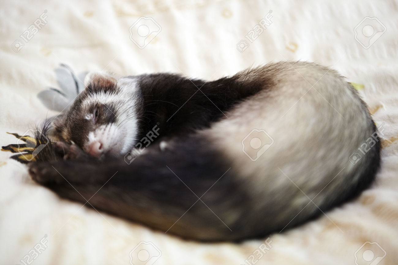 ferret in bed