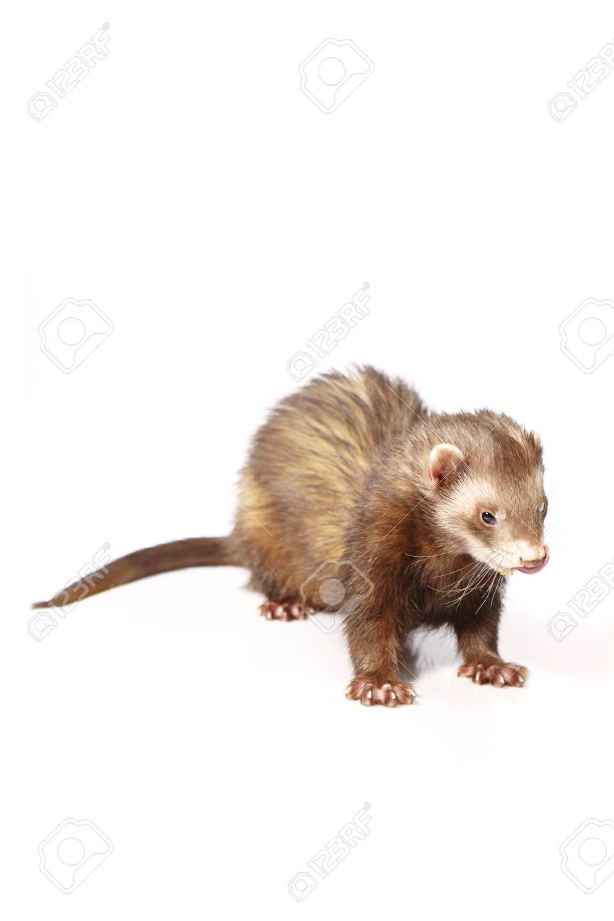 Ferret Cinnamon - Up To Snow Good Ornament | Pet Gifts USA, image size:866x1300