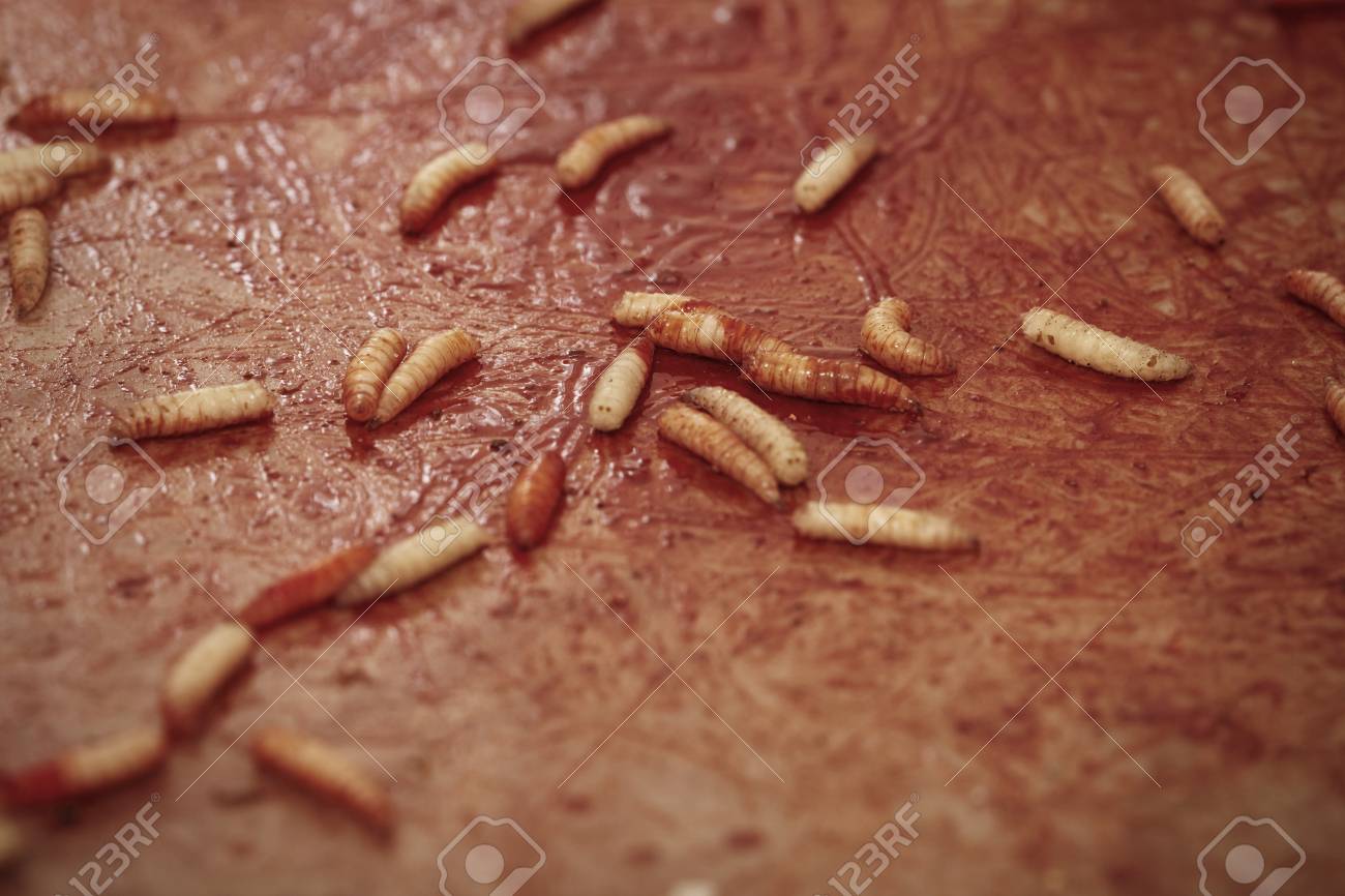 etiam-dictum-ipsum-a-felis