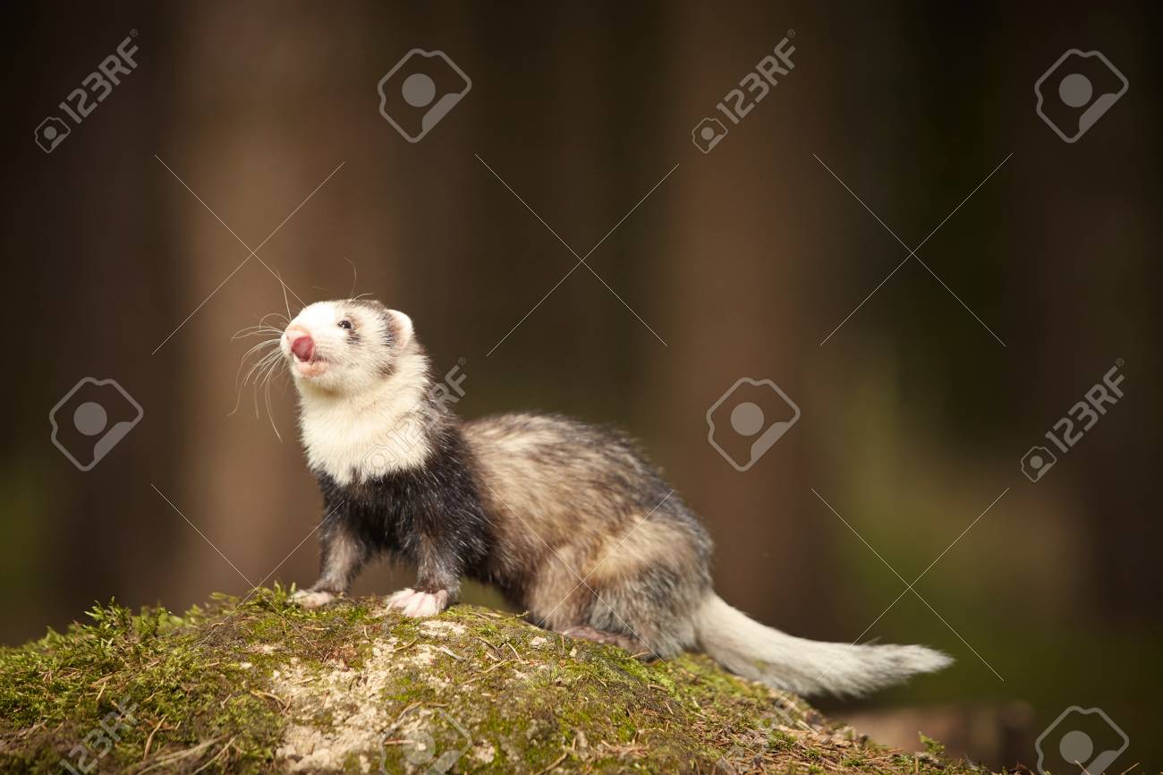 etiam-dictum-ipsum-a-felis