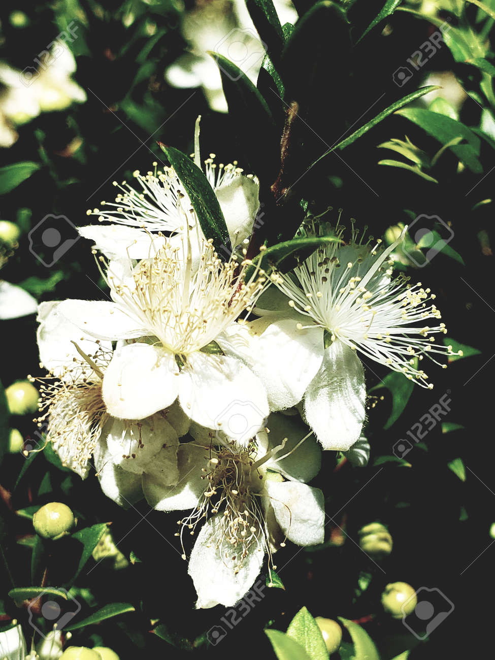 etiam-dictum-ipsum-a-felis