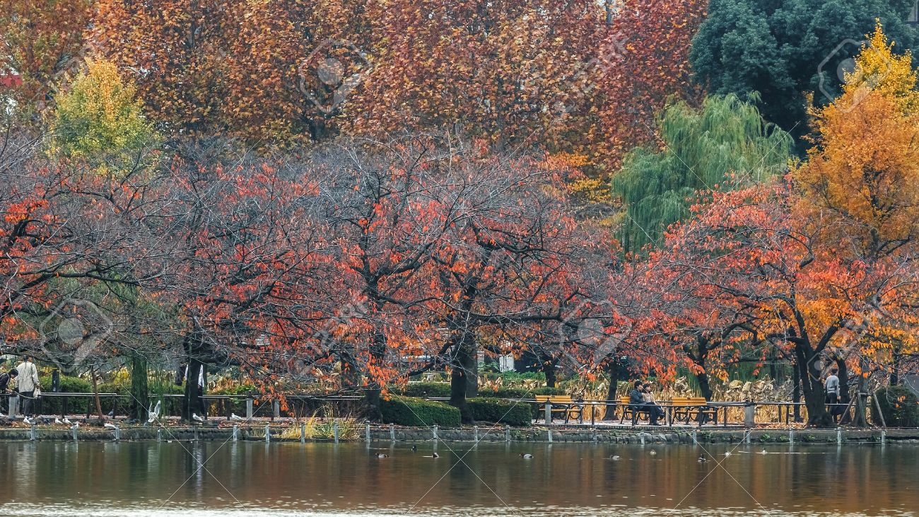 TOKYO, JAPAN - NOVEMBER 25 Ueno Park In Tokyo, Japan On November