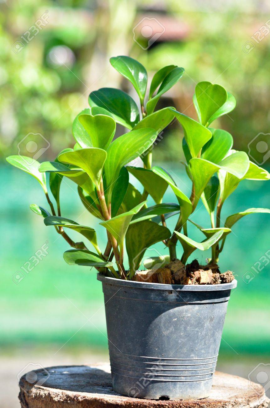 庭の造園観葉植物 の写真素材 画像素材 Image