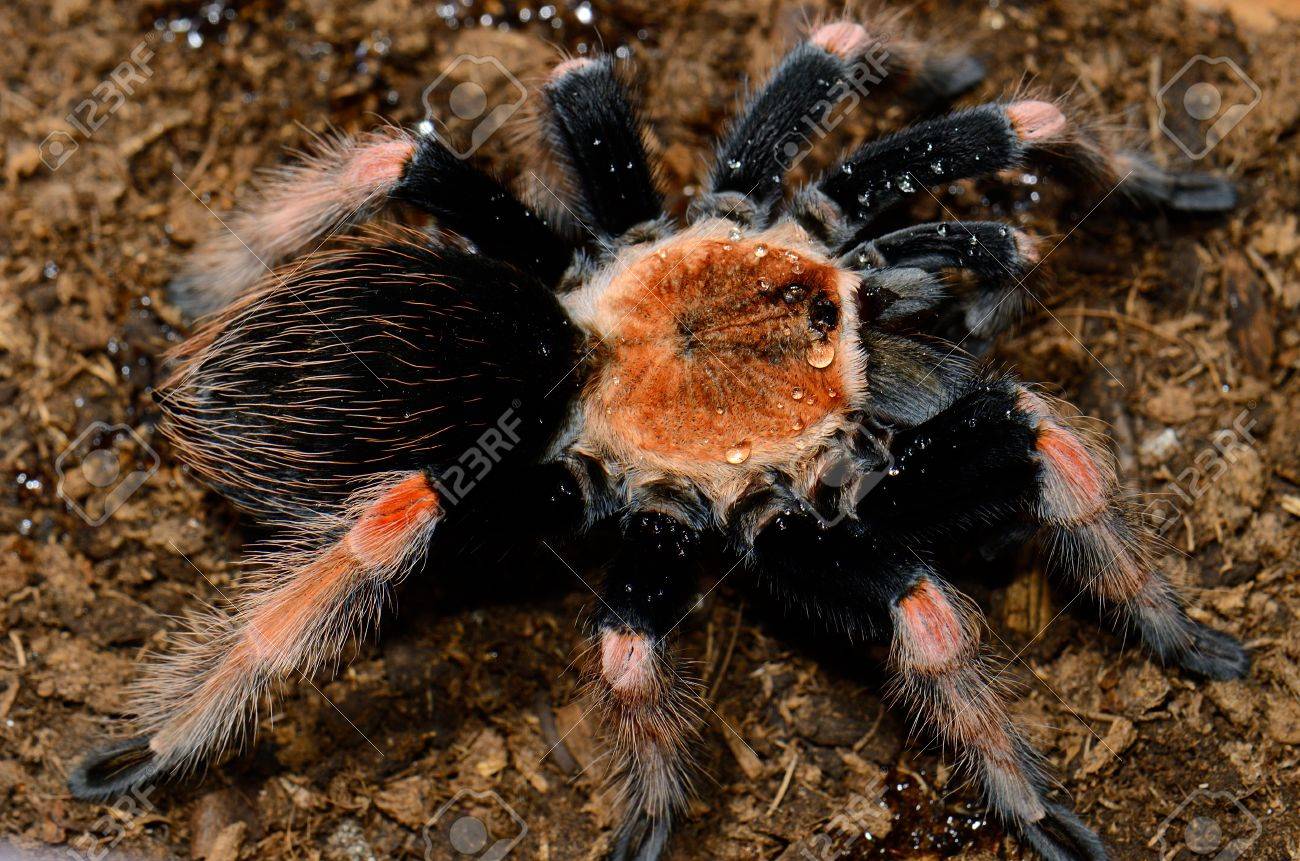 美しい獣女性メキシコ Fireleg タランチュラ Brachypelma Boehmei 食べる の写真素材 画像素材 Image
