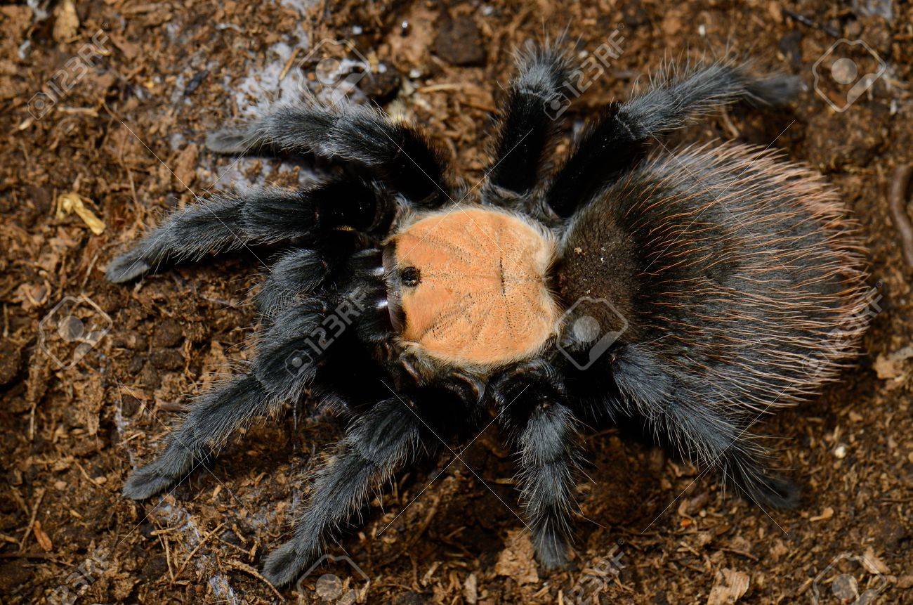 美しい獣女性メキシコ黄金赤尻タランチュラ Brachypelma Albiceps の写真素材 画像素材 Image