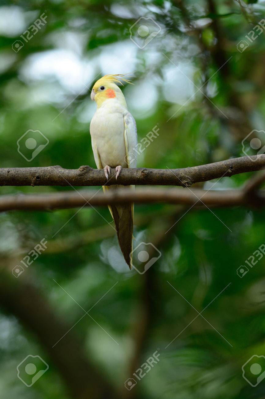 木の上に美しい Lutino 突然変異オカメインコ イワインコ の写真素材 画像素材 Image
