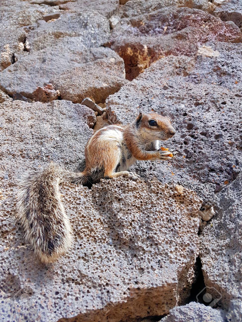 etiam-dictum-ipsum-a-felis