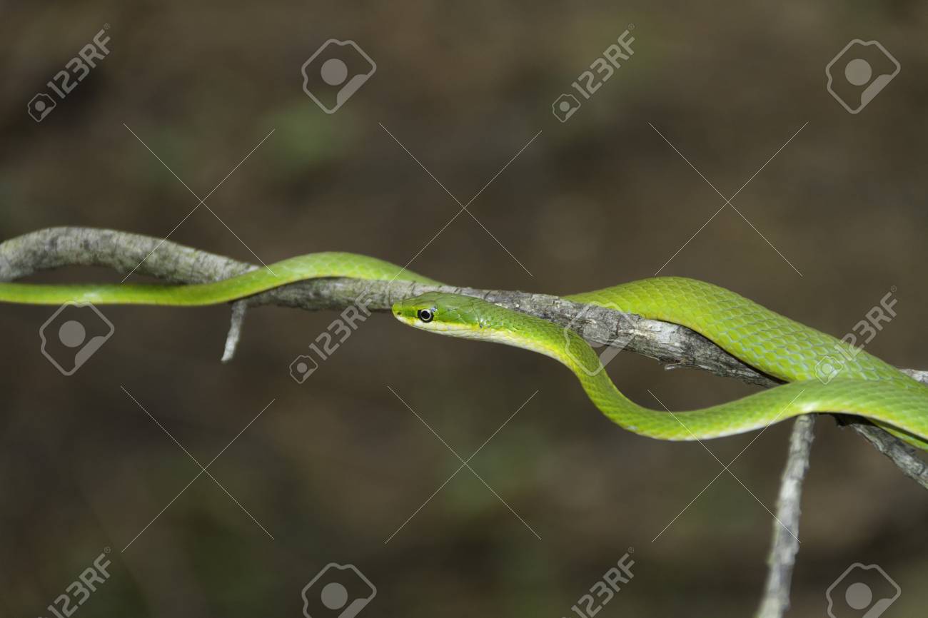 木の大枝に登って大まかな緑蛇 ラフアオヘビ の写真素材 画像素材 Image