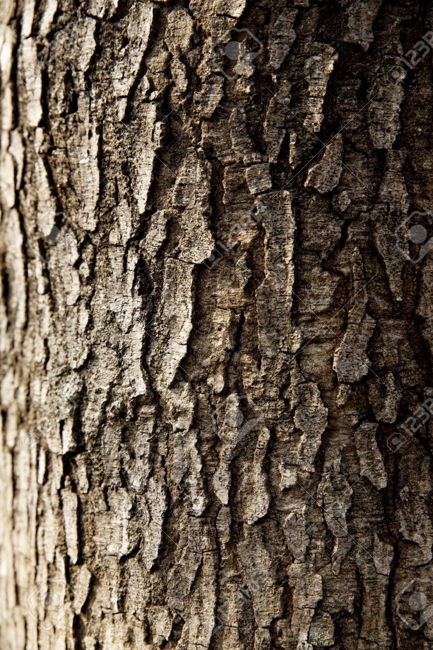 tree trunk closeup wallpaper stock photo picture and royalty free