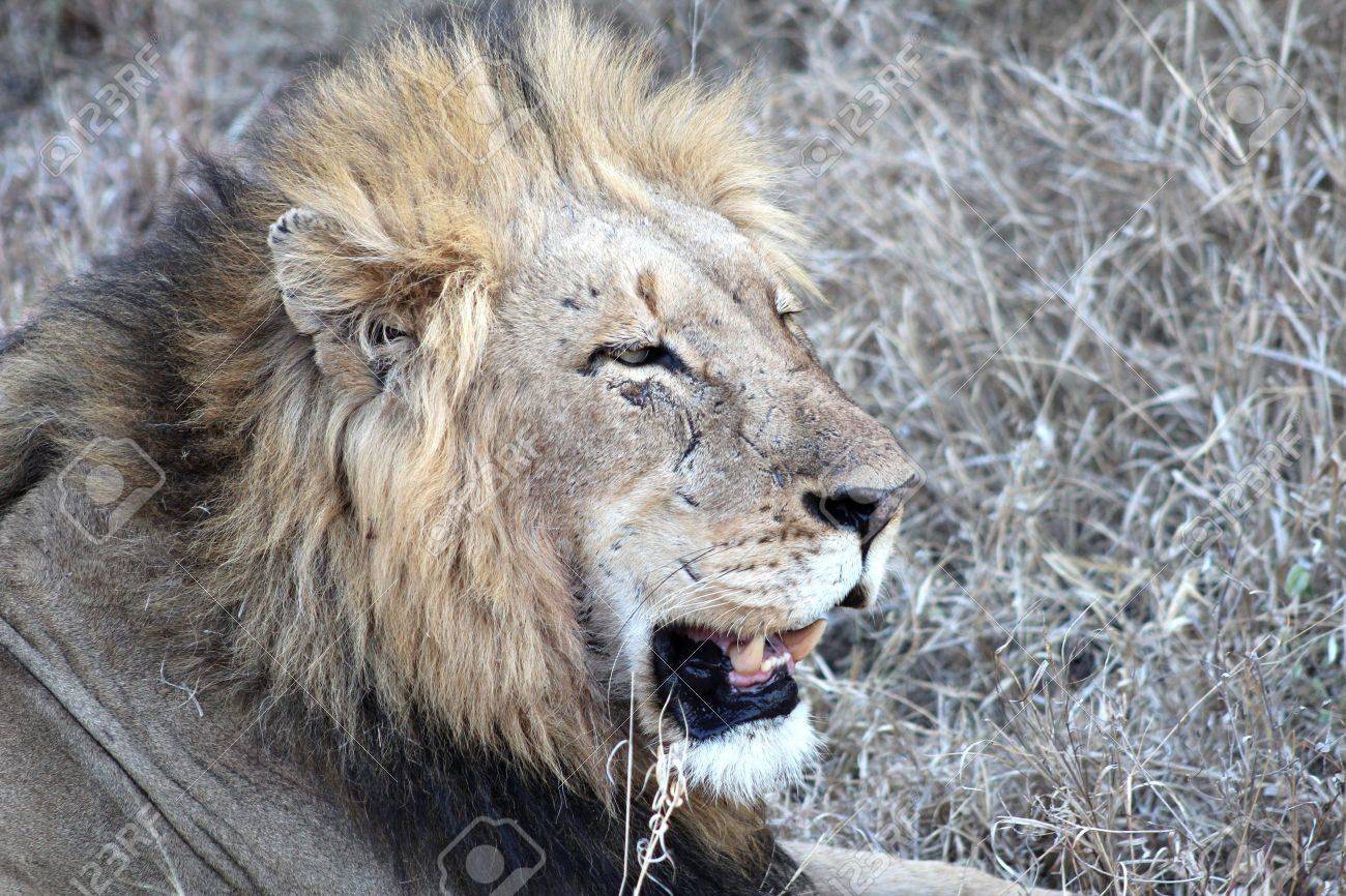 戦いの傷跡を持つ男性ライオン の写真素材 画像素材 Image 戦いの傷跡を持つ男性ライオン の写真素材 画像素材 Image
