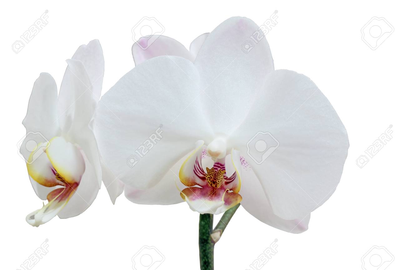 Eine Weisse Orchidee Auf Weissem Hintergrund Lizenzfreie Fotos Bilder Und Stock Fotografie Image 13983495