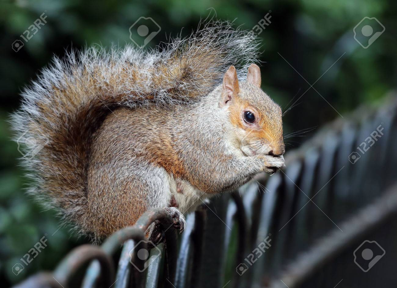 セント ジェームス パーク ロンドンでリス の写真素材 画像素材 Image