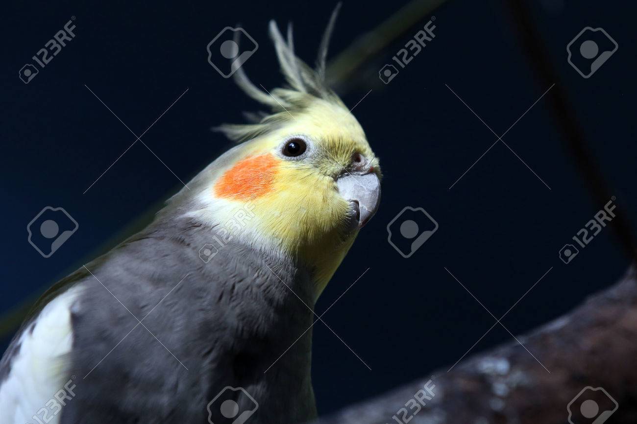 etiam-dictum-ipsum-a-felis