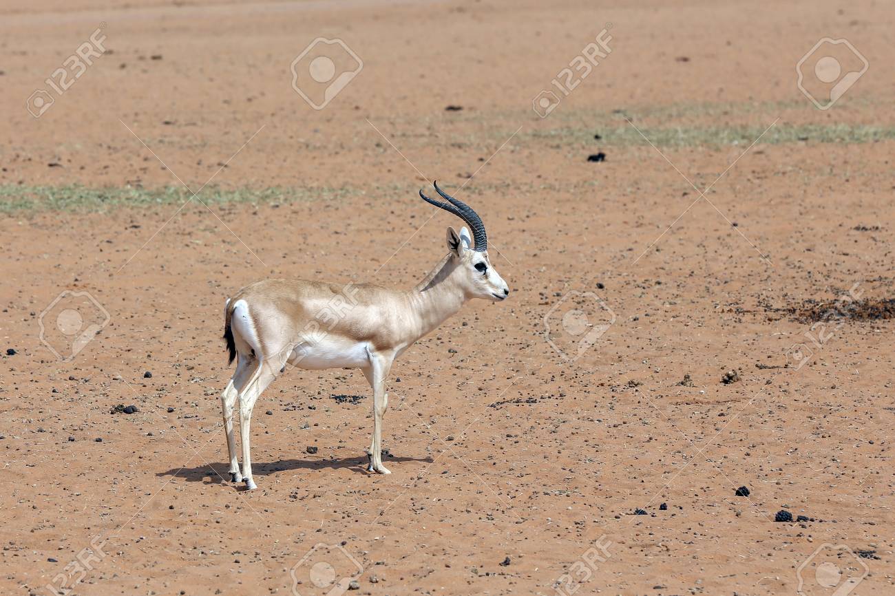 The Rhim, Sand Gazelle Or Slender-horned Gazelle Has Fewer Than ... The Rhim, Sand Gazelle Or Slender-horned Gazelle Has Fewer Than ...