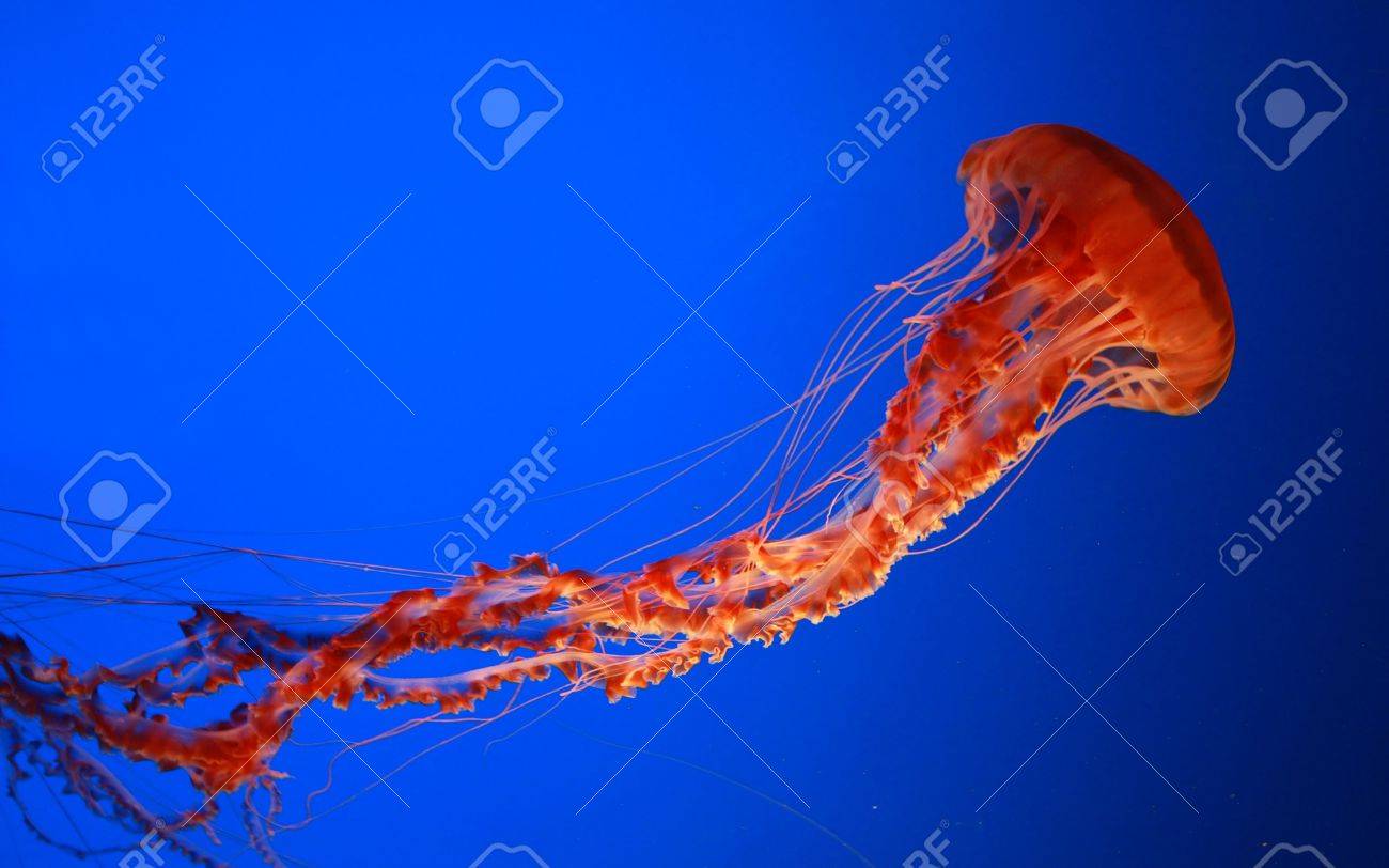 Land Plants Didn't Evolve Until the Silurian\, image size:1300x812