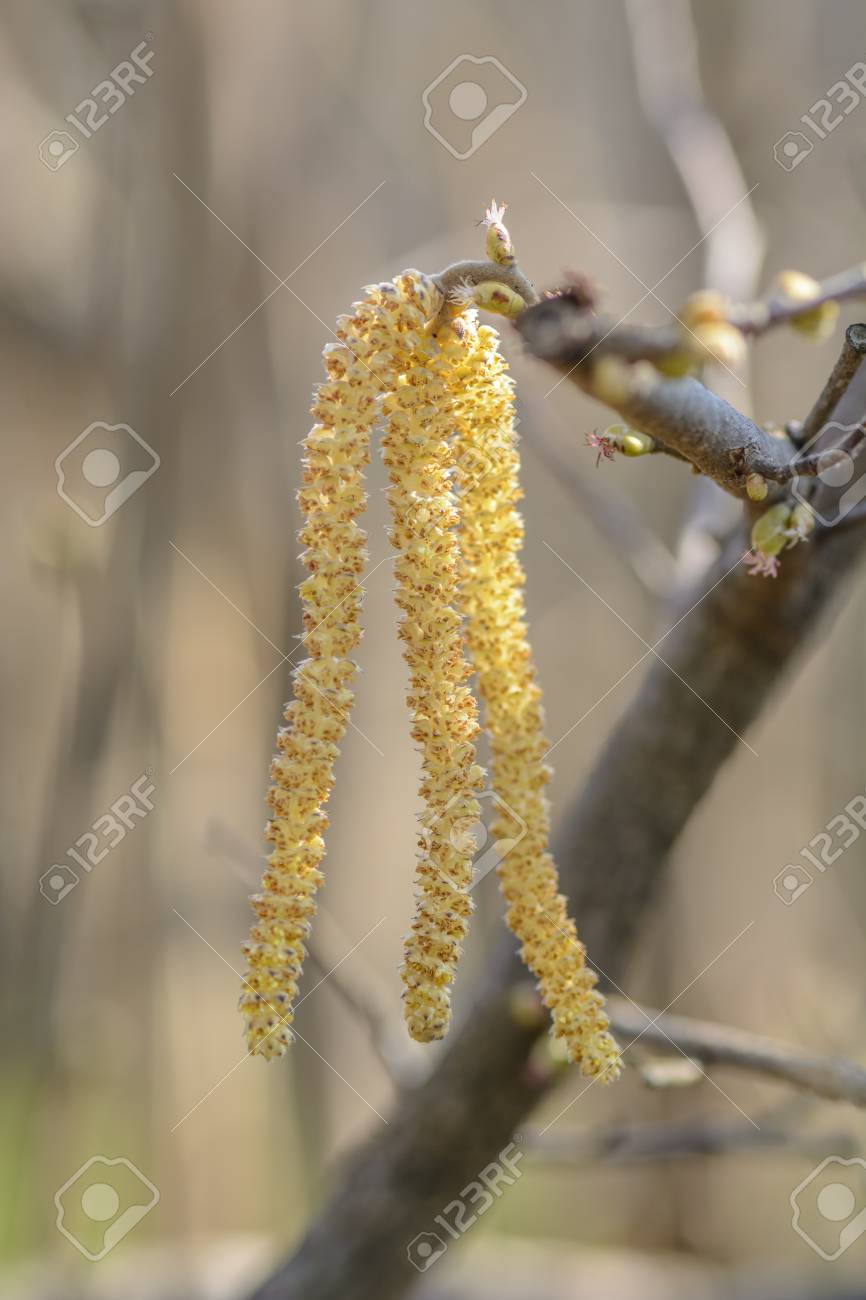 ぼやけた背景に隔離されたヘーゼルナッツの木の花 の写真素材 画像素材 Image