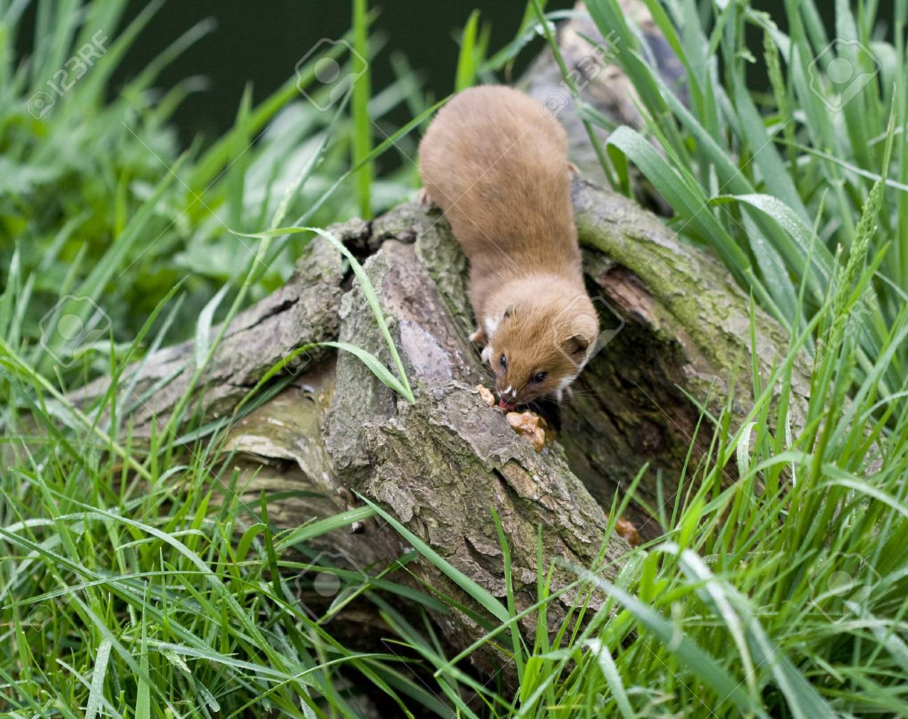 etiam-dictum-ipsum-a-felis