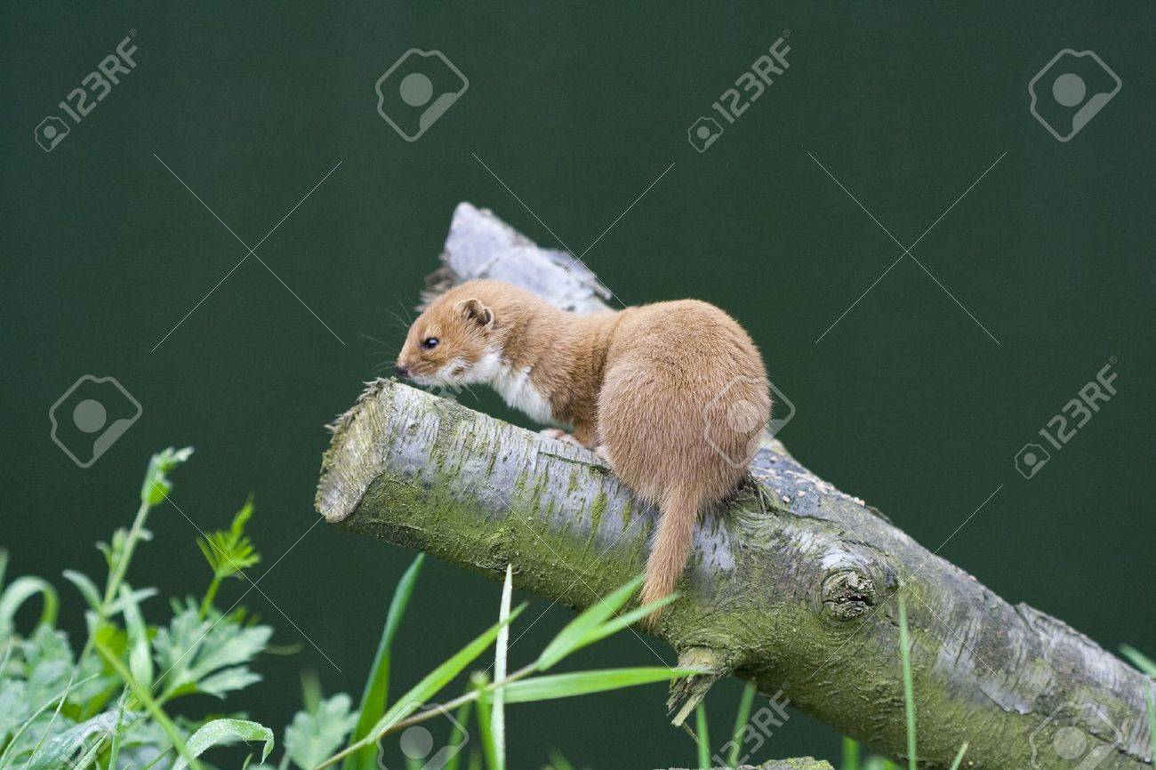 etiam-dictum-ipsum-a-felis