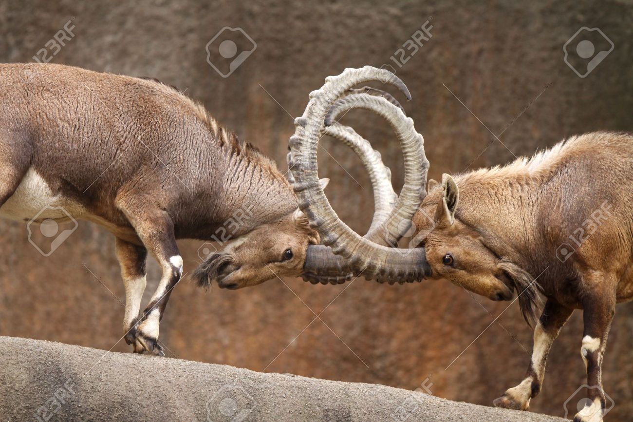 2 つの野生のヤギ プレイ 戦い岩の崖の端に連動した角を持つ の写真素材 画像素材 Image