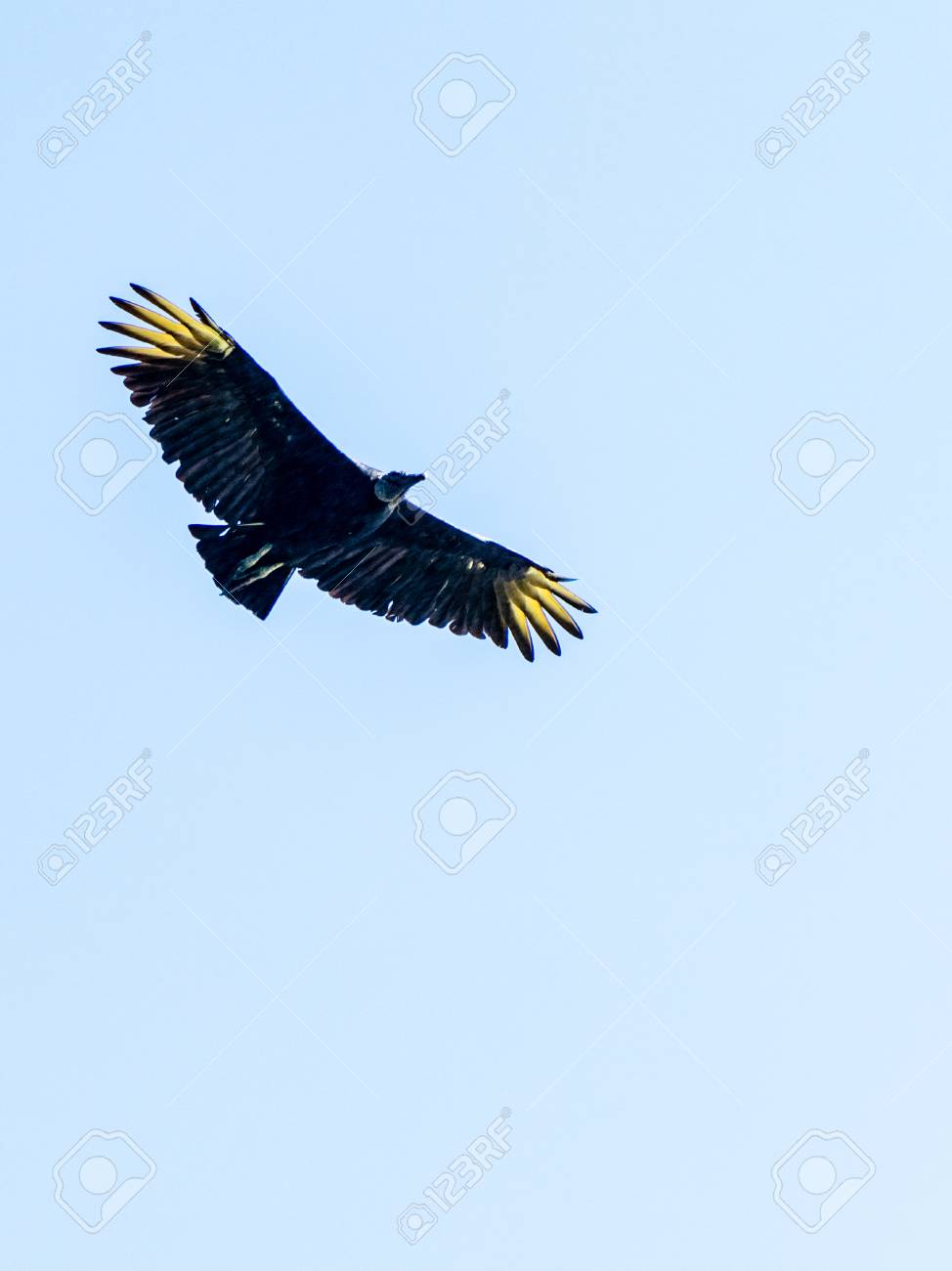 Golden Eagle Flying South America Very Much One Of The Natures