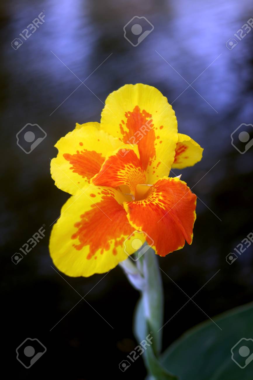 etiam-dictum-ipsum-a-felis