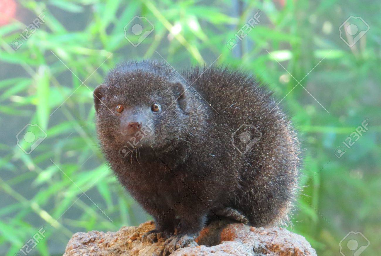 Cute Dwarf Mongoose Stock Photo Picture And Royalty Free Image Image