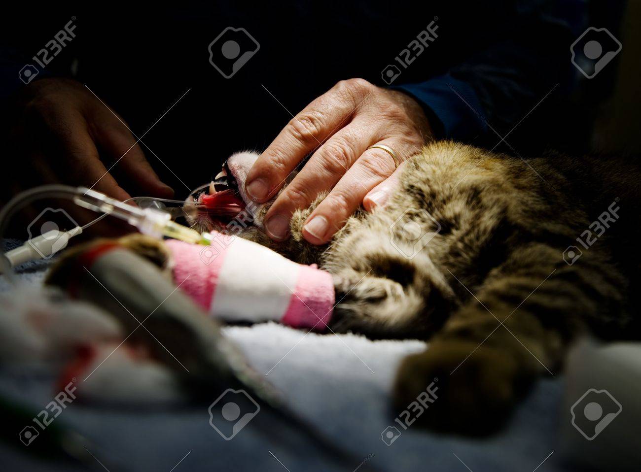 etiam-dictum-ipsum-a-felis