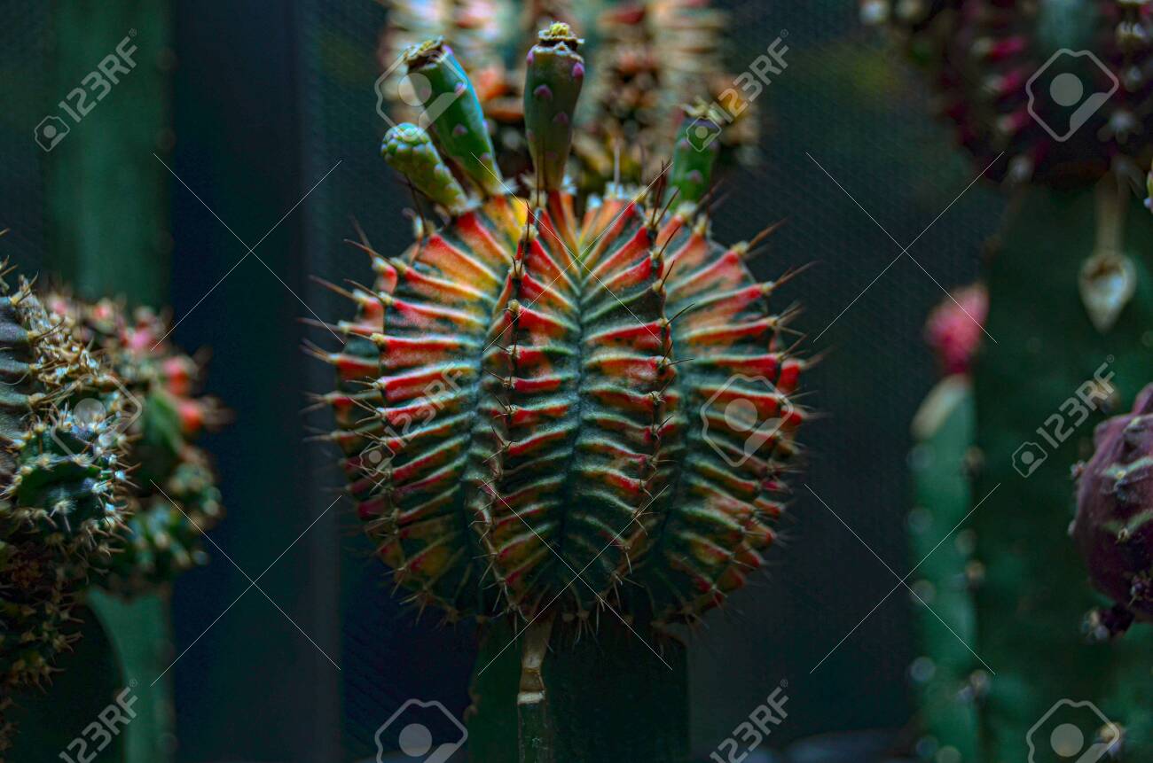 etiam-dictum-ipsum-a-felis