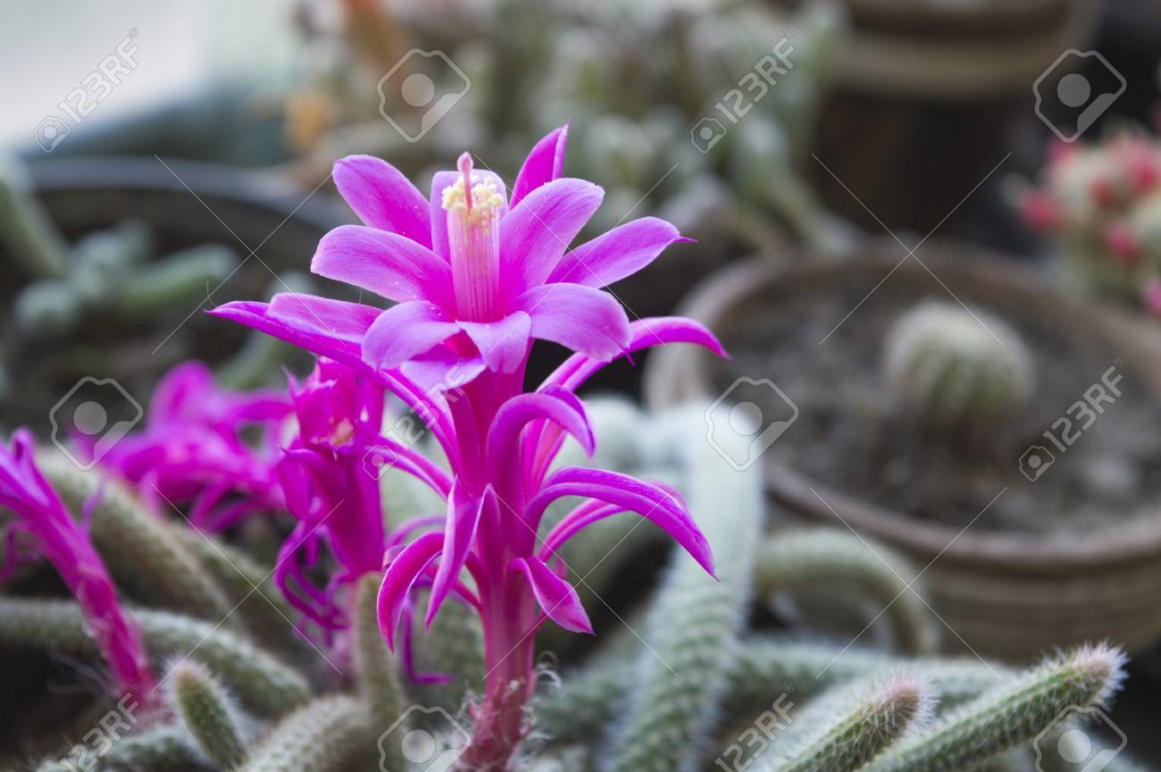 家のサボテン コレクションの紫の花サボテン の写真素材 画像素材 Image 家のサボテン コレクションの紫の花サボテン の写真素材 画像素材 Image