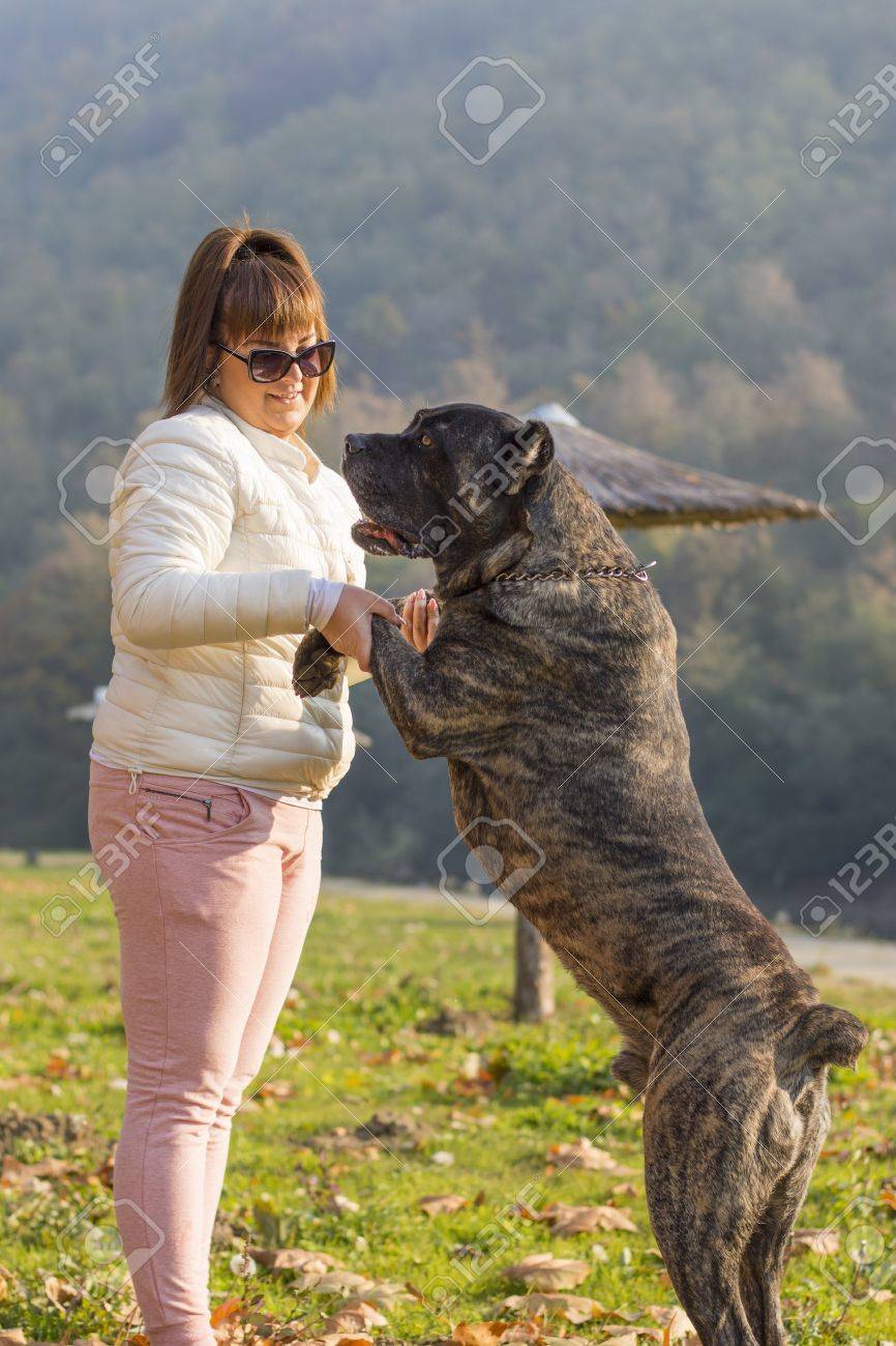 girl hacing fun with her cane corso dog in the park stock photo 47802048