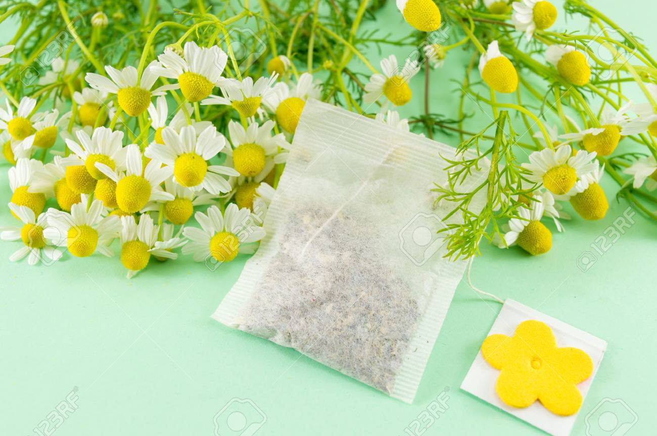 Cómo Cultivar Manzanilla desde una Bolsita de Té: Un Proyecto Verde y Aromático 6 manzanilla