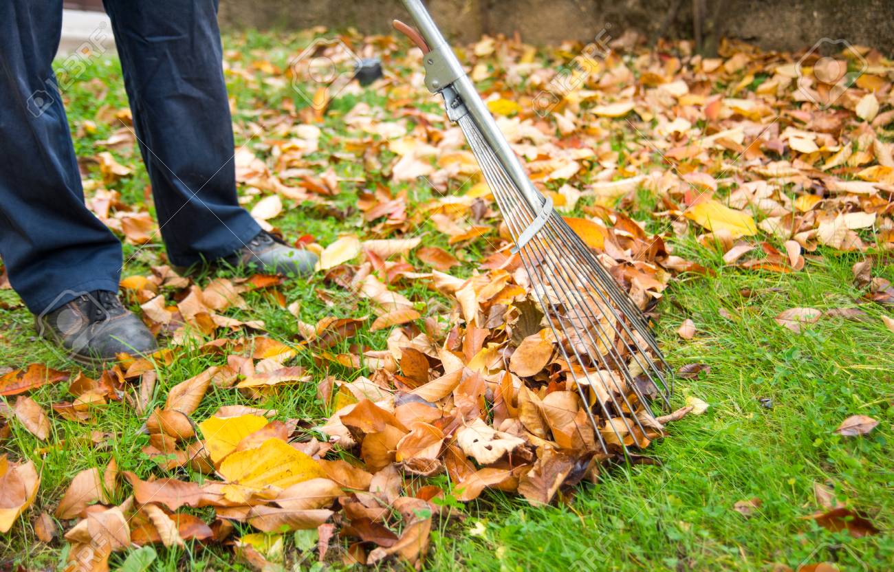 Протирание листьев комнатных растений. Лавровый лист. Чистка листьев. Чистить листья на улице. Осенью листья убирают опавшие.