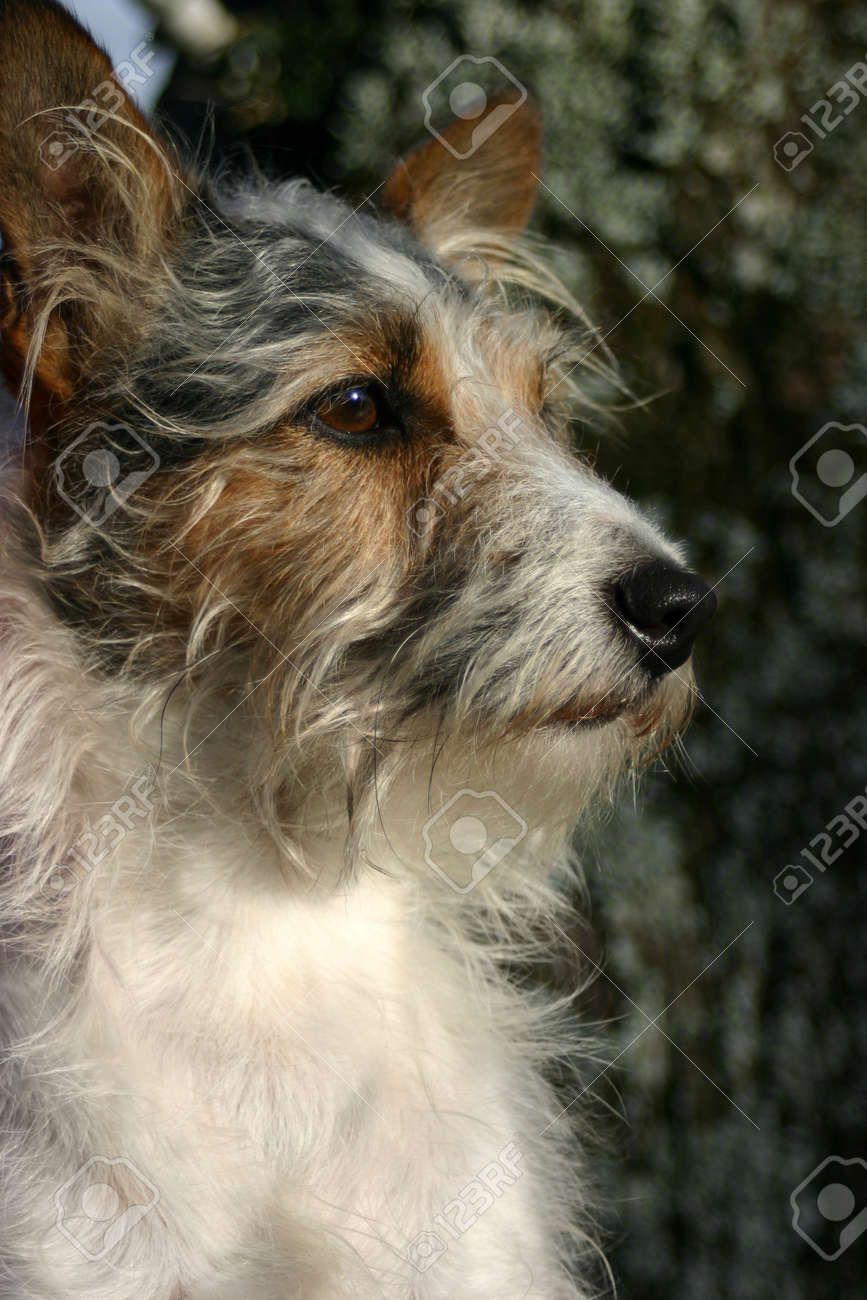 small long haired terrier