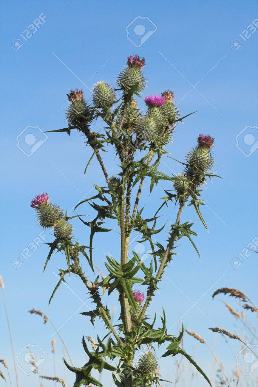 野生アザミはスコットランドの国章 の写真素材 画像素材 Image