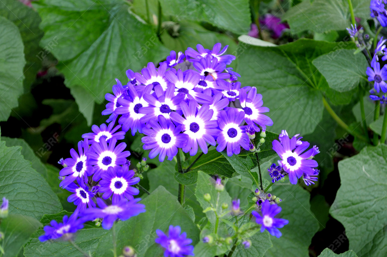 Purple Daisy Flower Purple Flower In Garden Beautiful Bunch Stock Photo Picture And Royalty Free Image Image 133796712