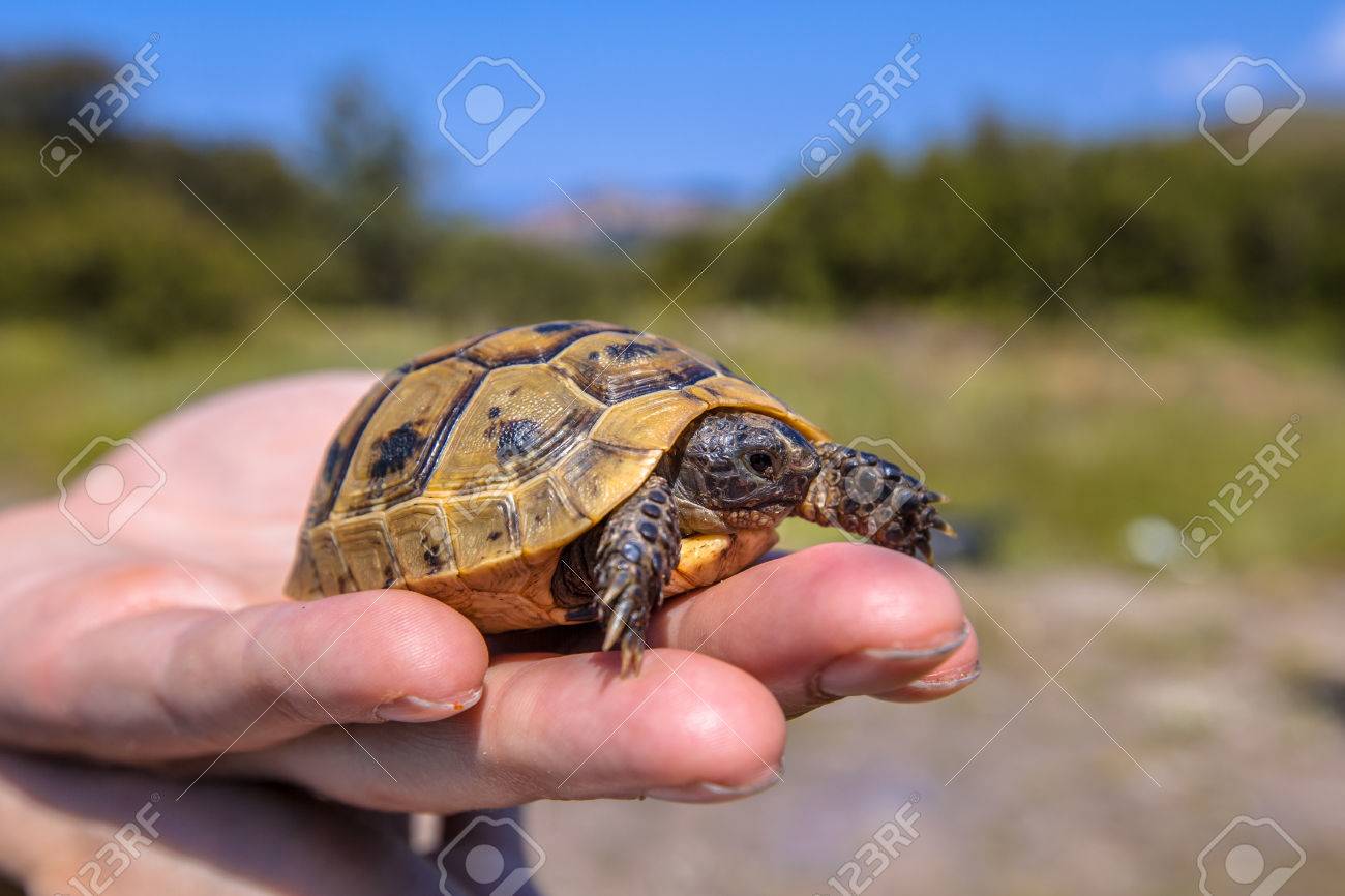 greek spur thighed tortoise